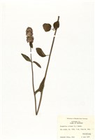 藏品(絨森薄荷)的圖片